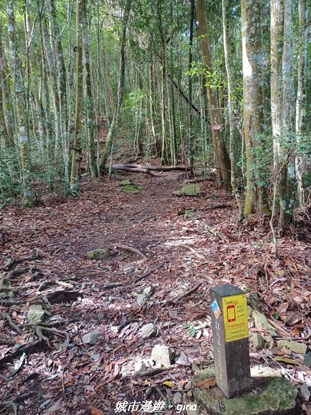 【台中和平】在虐腳的陡上中持續前進。 谷關七雄-八仙山主峰步道2367688