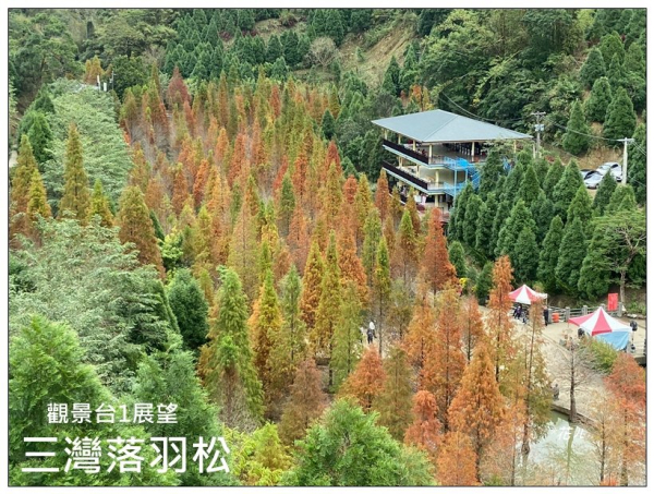 三灣落羽松秘境