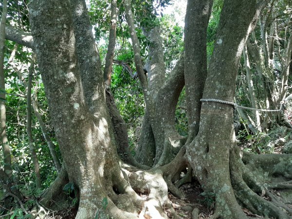 觀音山尋寶之硬漢嶺 牛港稜山 林梢1037539