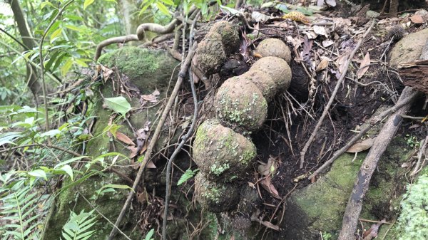 開箱猴崁古道，陽明山秘境，全新完工草山觀瀑吊橋2766372