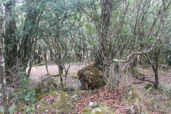 20240210高雄斯拉巴庫山2431530