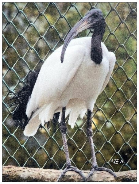 鳳凰谷鳥園步道2695913