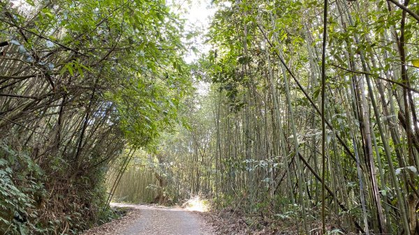 馬那邦山賞楓歡樂野餐/採草莓苗栗一日遊1217023