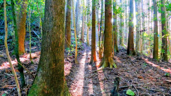 油羅山(一上三下)