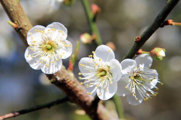 【臺南~楠西】梅嶺賞梅一~觀音步道1246935