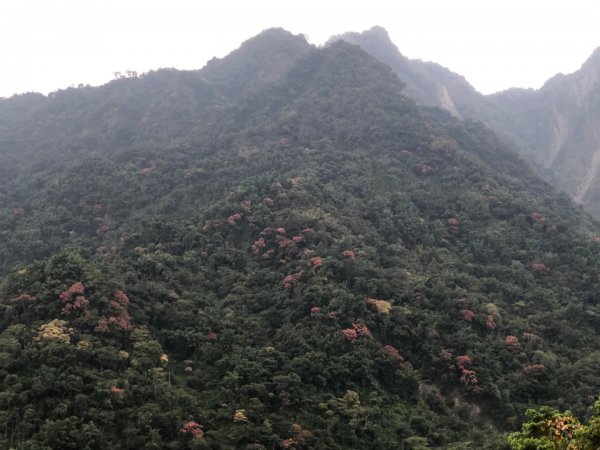 二萬坪鐵道漫遊尋神木走二萬坪山屏遮那山1118238