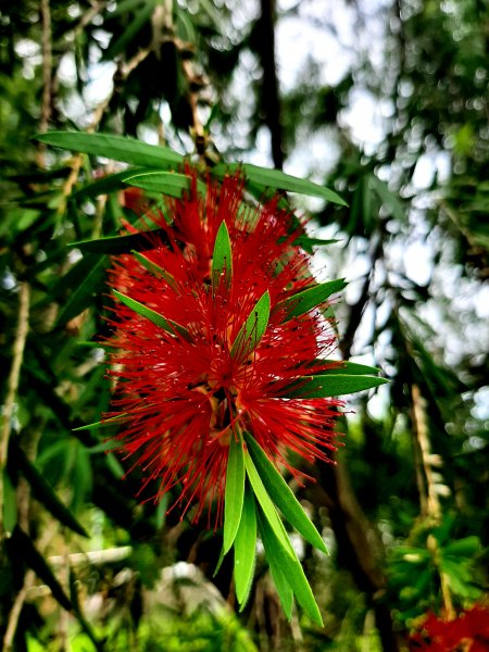 全臺齊步走｜碧潭、大安森林、大湖公園、淡水、花博、中正2230397