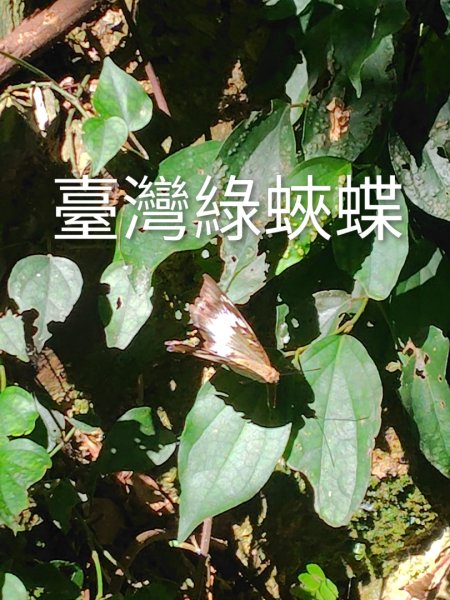 守關山南峰 守關山 守城大山2919101