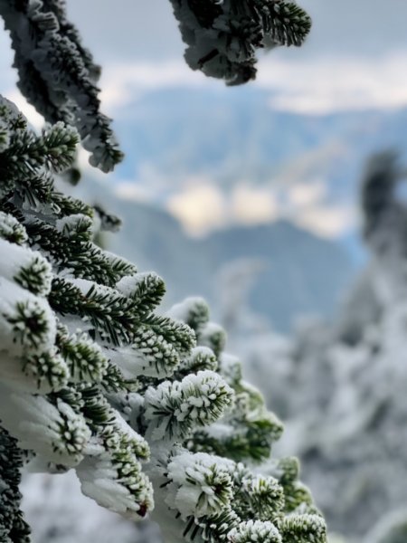 絕美銀白世界 玉山降下今年冬天「初雪」1236081