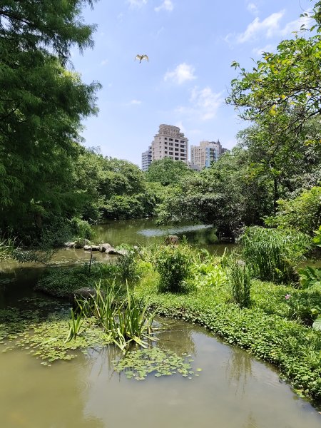 大安森林公園、大港墘公園【走路趣尋寶】【臺北健走趣】2556021