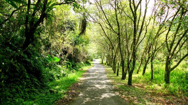 九寮溪自然步道2826881