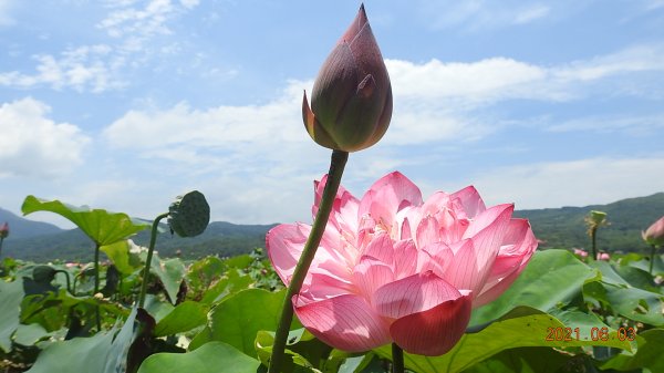 蝶戀花?! 花蝶戀?!1410559