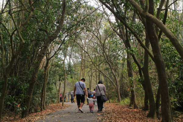 受天宮登廟前森林步道 20190228541717