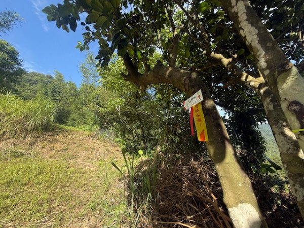 20250601 柑柑柑腳山2801034