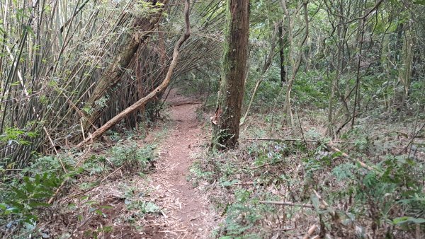 20240305坪頂古圳-登峰圳-內雙溪古道-瑪礁古道-大崎頭步道O繞2447234