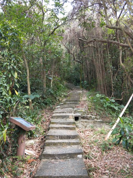 南港山縱走親山步道(拇指山、南港山、象山、九五峰)1820186