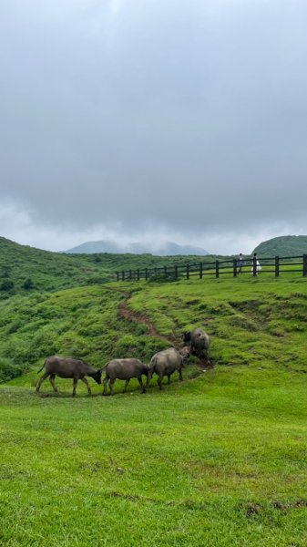 230701 擎天崗環形步道 🐂2201272