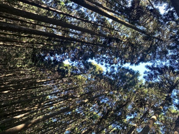 鵝公髻山/十八尖山/紅淡山/大尖山3120523