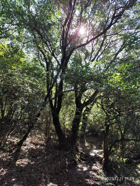 【臺北大縱走 2】【第二回合全程完成證書】鞍部→大屯山步道→大屯山主峰→大屯坪步道→二子坪步道2960401