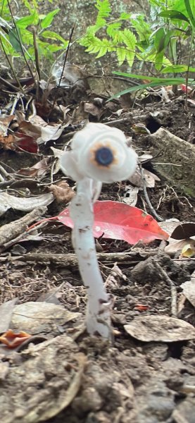 水晶蘭 -五寮尖2102830