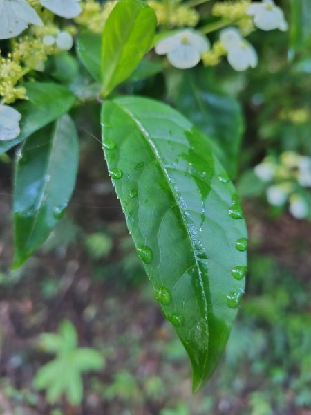 稍來小雪山國家步道、船型山、鞍馬山、鞍馬山東北峰、天池、雪山神木2799668