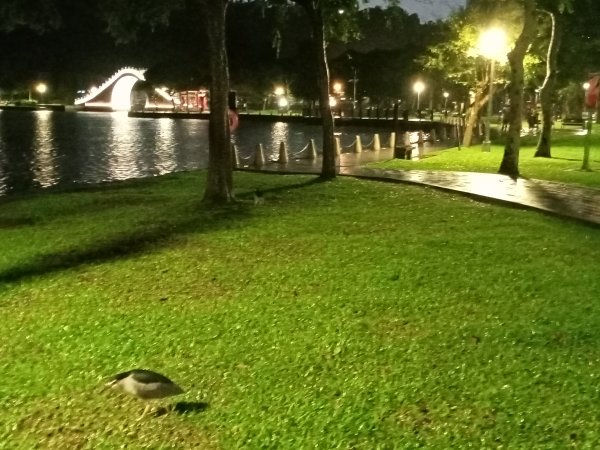 大湖公園《雨中夜行》1904694