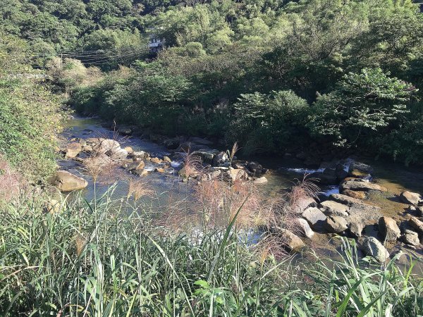 ~  賞秋芒  --  草嶺古道  ~1523252