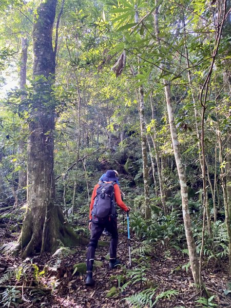 紅毛山、無名山、大斜壁、大坪山、大坪林道O型走  2022/8/231817868