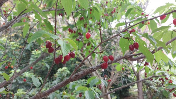 小百岳NO.5觀音山 牛港稜步道  硬漢嶺   楓櫃斗湖登山步道2090108
