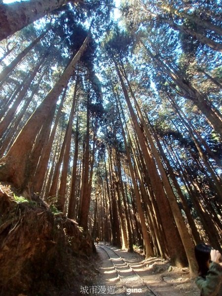 【嘉義阿里山鄉】遠離塵世走入山林芬多精。 特富野古道~自忠至特富野 (往返)2484550