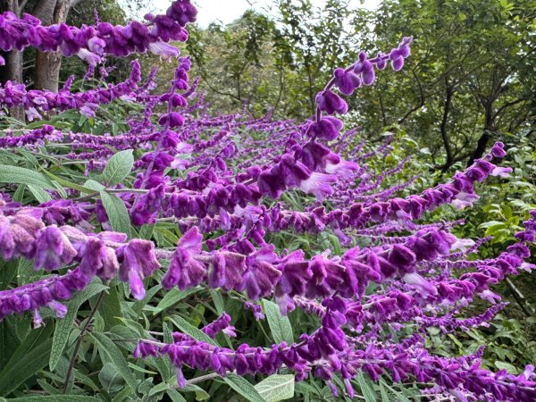 清泉 雪霸農場 野馬瞰山2925912