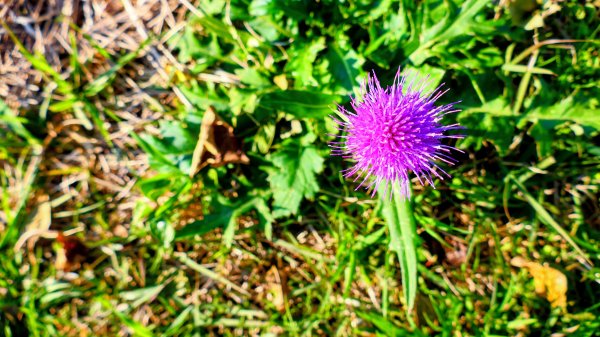 秋田縣八望台與生剝博物館2929740