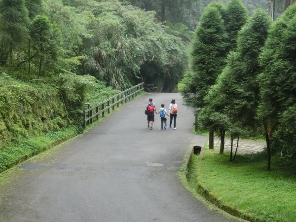 溪頭銀杏神木彩虹橋459533