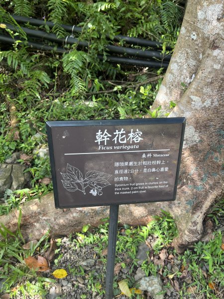 [屏步青雲 尋寶任務-03/10] 2024_0917 雙流國家森林遊樂區（瀑布步道）2597736