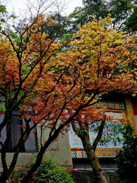 2025年臺北大縱走第七段：世界山莊至飛龍步道政大後山2757379