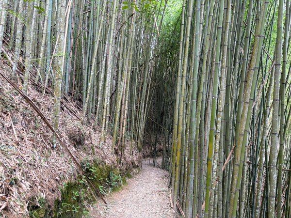 司馬庫斯巨木群登山步道2862132