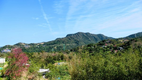 《踏莎行・貓空魯冰花》2710664