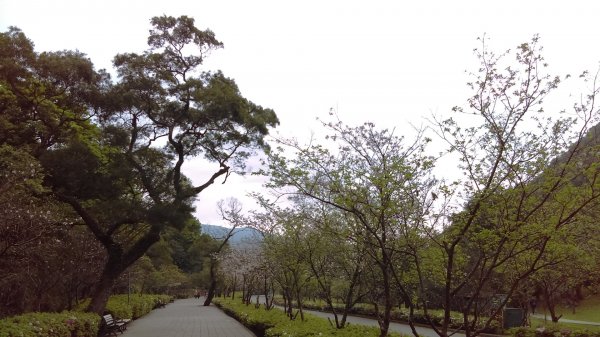 花團錦簇的陽明公園、海芋似雪的竹子湖889649