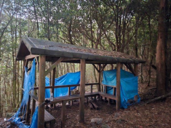 20250112八眉阿2688337