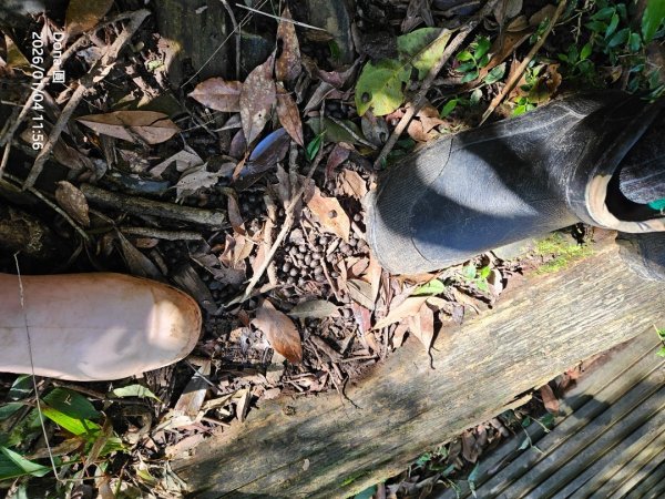 20260104源茂山.源茂山西峰.和尚髻山O走+親水觀魚步道2977729