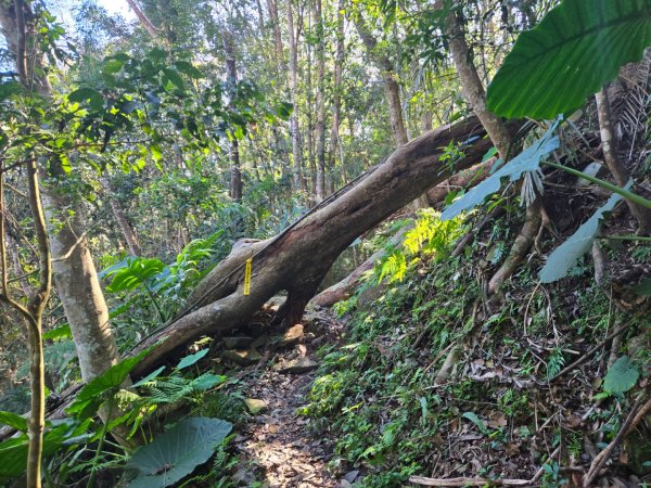 水雲三星～上島山（鳥嘴山）2931233