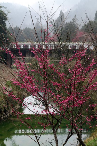 杉林溪賞花872586