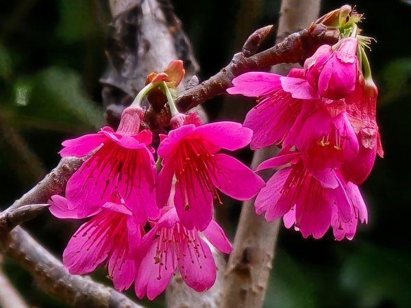 台中大坑9號／9之1／6號／7號O繞3連峰（西平山／平和山／大山母山）2709821