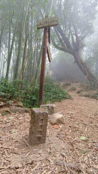 溪頭鳳凰山（米堤飯店香蕉園登山口）2070643