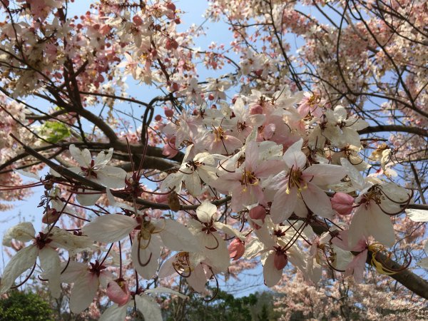 三月櫻花。花旗木＠神威天台山549807
