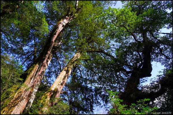 全台最大的紅檜森林 ~ 拉拉山巨木群885547