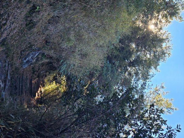 大雪山國家森林遊樂區賞楓／看神木／賞雪白山頭／賞大景2974269