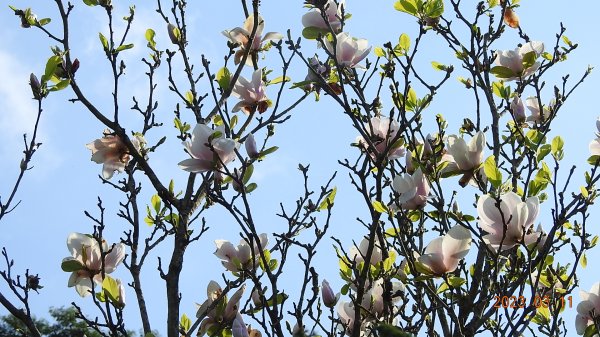 雲山水花鳥蝶 - 天龍國阿伯的日常 3/112063776