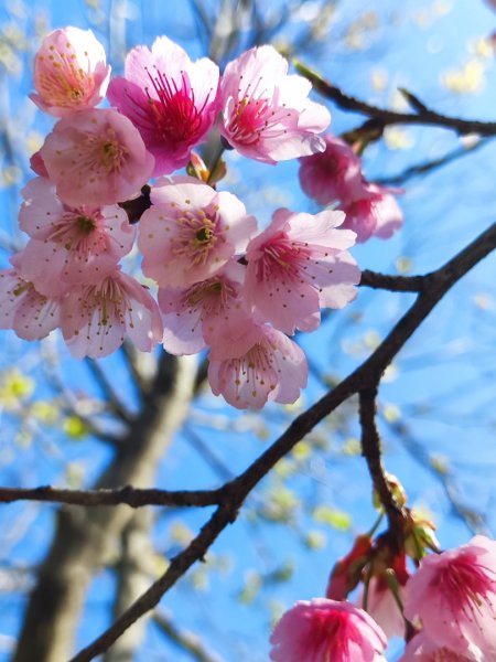 龜山福源山-牛灶坑山-鶯歌火車站走春遊2701316
