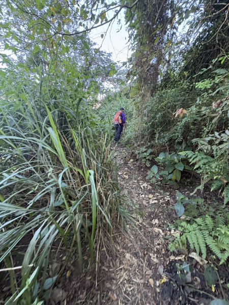 20251123三腳南山登山步道2944452